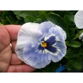 Different Look Pansy Plant